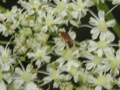 Anaspis lurida