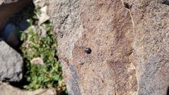 Comperocoris roehneri