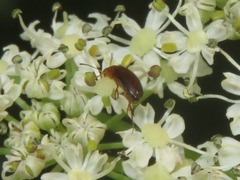 Anaspis lurida