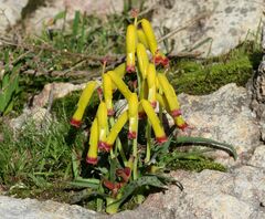 Lachenalia aloides