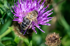 Apis mellifera