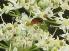 Anaspis lurida