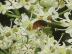 Anaspis lurida