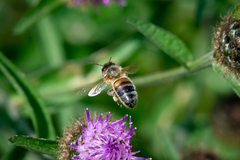 Apis mellifera