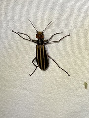 Epicauta vittata