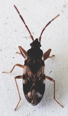 Scolopostethus
