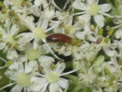Anaspis lurida