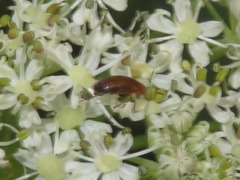 Anaspis lurida