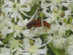 Anaspis lurida