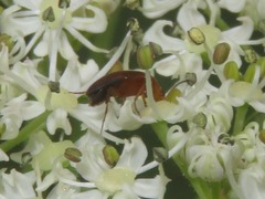 Anaspis lurida