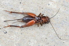 Gryllus firmus