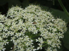 Anaspis lurida