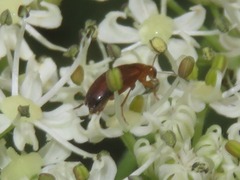 Anaspis lurida