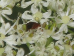 Anaspis lurida