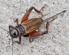 Gryllus firmus