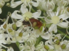 Anaspis lurida