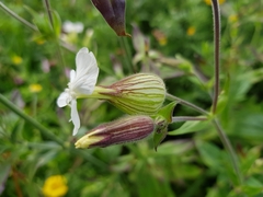 Silene latifolia