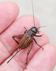 Gryllus firmus