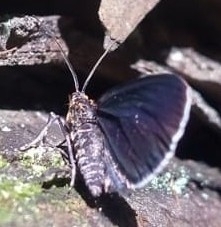 Eutrepsia prumnides