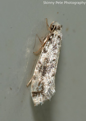 Amydria dyarella