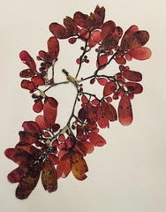 Botryocladia pseudodichotoma