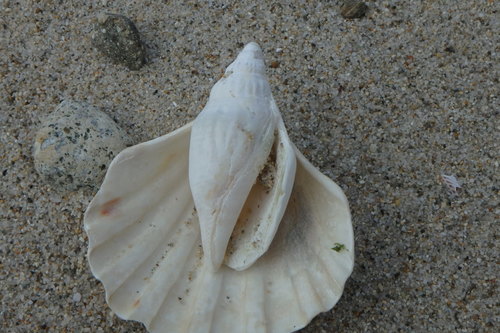 Doxander japonicus