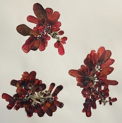 Botryocladia pseudodichotoma