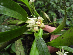 Prosthechea trulla