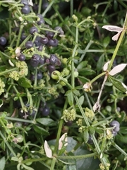 Galium bermudense