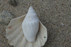 Doxander japonicus