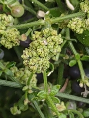 Galium bermudense