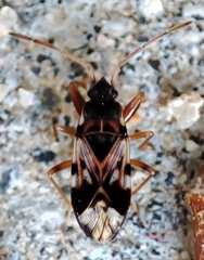 Scolopostethus