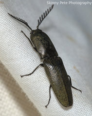 Chalcolepidius viridipilis