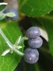 Galium bermudense