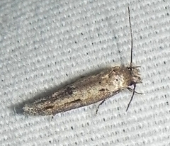 Mompha brevivittella