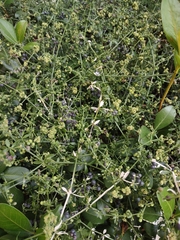 Galium bermudense