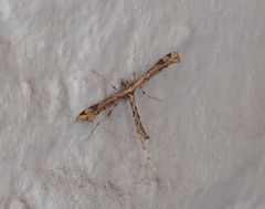 Stenoptilodes sematodactyla