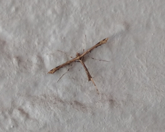 Stenoptilodes sematodactyla