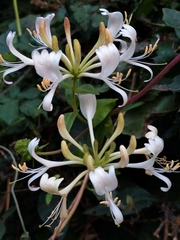Lonicera periclymenum