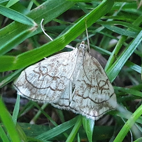 Purple-backed Cabbageworm Moth, 1797 SL Den Hoorn Texel, Nederland, photo 10 of 10