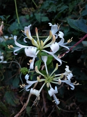 Lonicera periclymenum