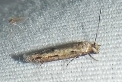 Mompha brevivittella