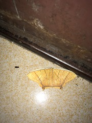 Thinopteryx crocoptera