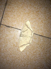 Thinopteryx crocoptera