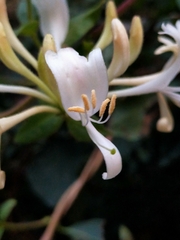 Lonicera periclymenum