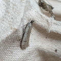 Phycitodes binaevella