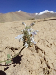 Nepeta discolor