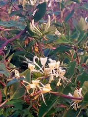 Lonicera periclymenum