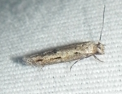 Mompha brevivittella