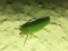 Draeculacephala soluta
